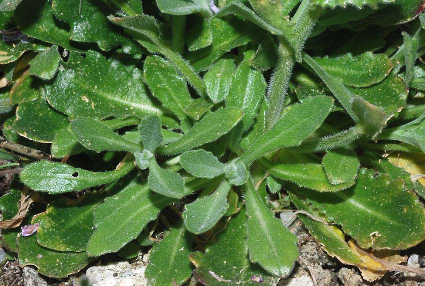 Arabis collina subsp. rosea / Arabetta rosea